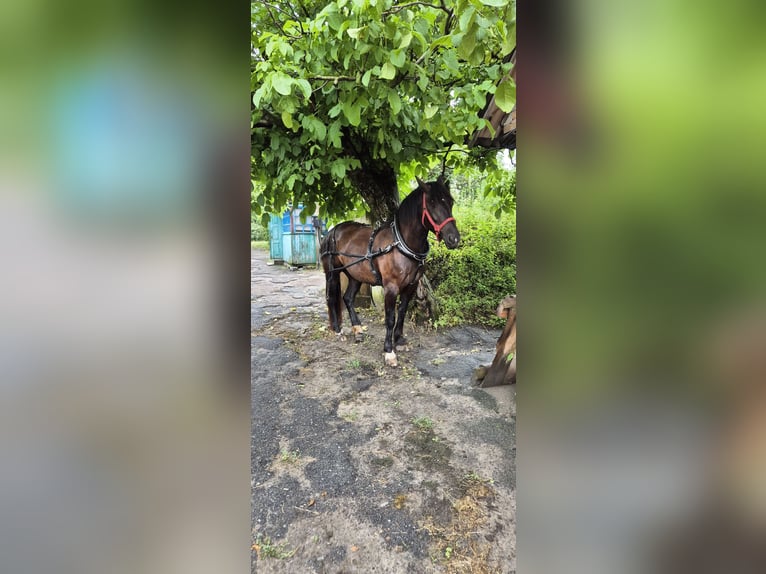 Tori Croisé Jument 4 Ans 160 cm Noir in Zhytomyr