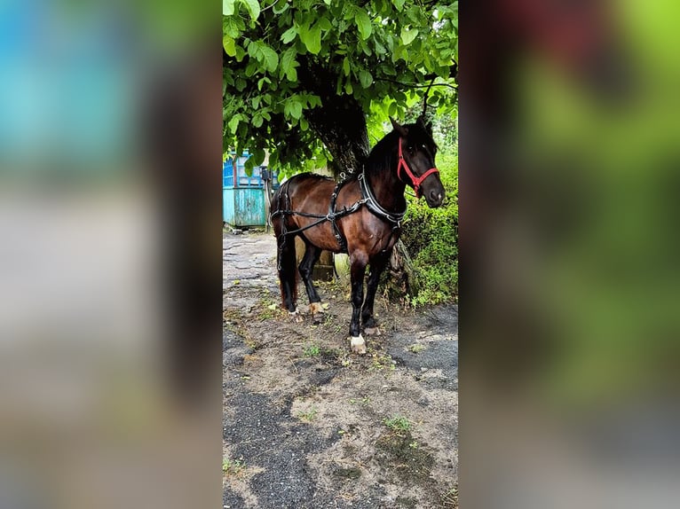 Tori Croisé Jument 4 Ans 160 cm Noir in Zhytomyr