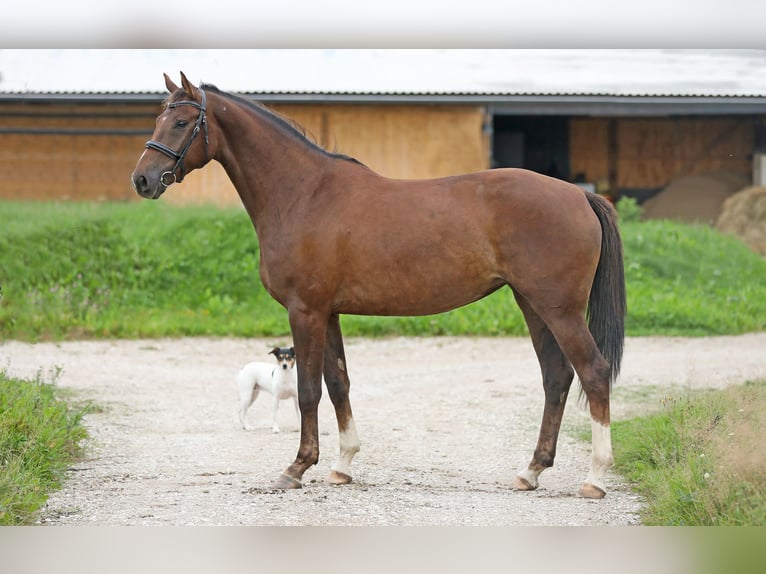 Tori Croisé Jument 4 Ans 168 cm Alezan brûlé in Padise