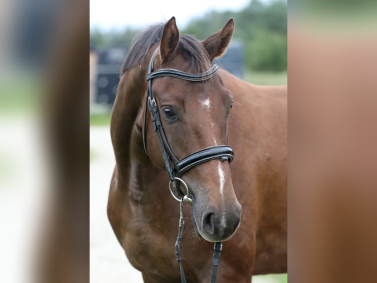 Tori Croisé Jument 4 Ans 168 cm Alezan brûlé in Padise