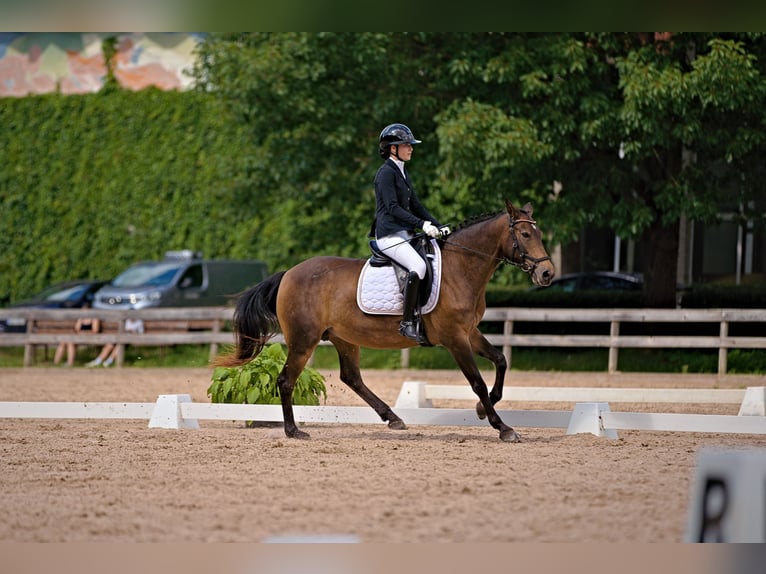 Tori Mix Merrie 10 Jaar 150 cm Buckskin in Jelgava