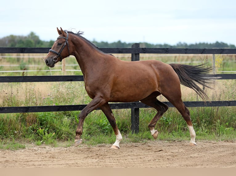 Tori Mix Merrie 4 Jaar 168 cm Donkere-vos in Padise