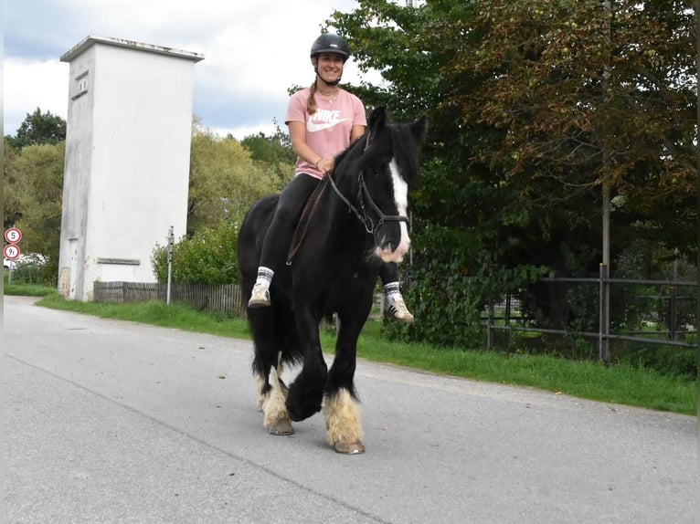 Tori Ruin 4 Jaar 154 cm Zwart in Arnstorf