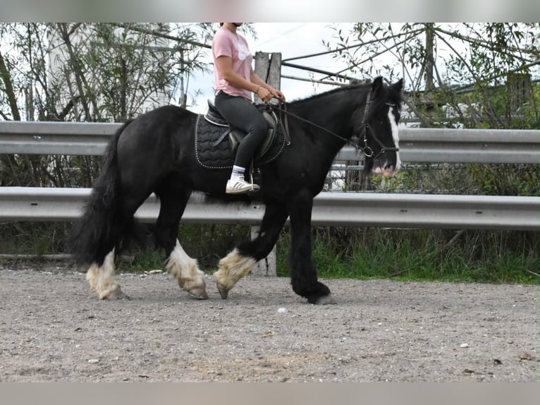 Tori Ruin 4 Jaar 154 cm Zwart in Arnstorf