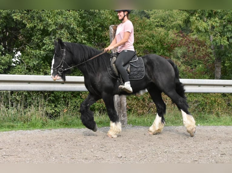 Tori Ruin 4 Jaar 154 cm Zwart in Arnstorf