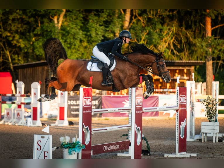 Tori Mix Ruin 8 Jaar 170 cm Bruin in Alliku