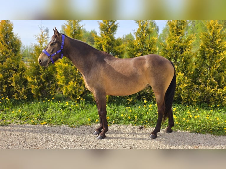 Tori Mix Stute 10 Jahre 150 cm Buckskin in Jelgava