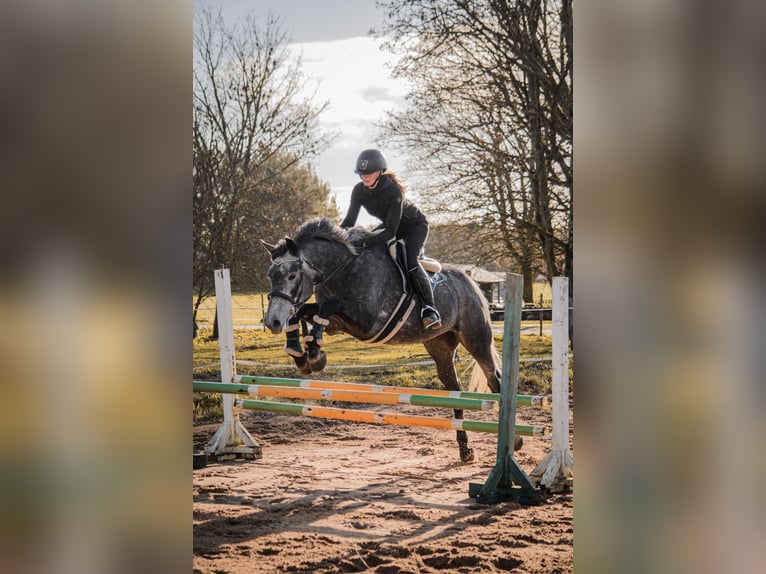 Tori Stute 6 Jahre 170 cm Apfelschimmel in Saaremaa