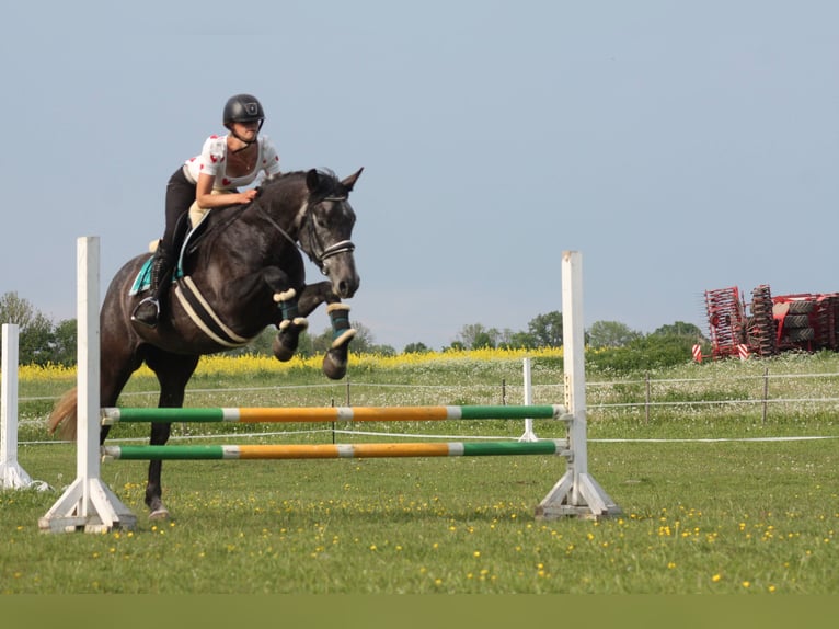 Tori Stute 6 Jahre 170 cm Apfelschimmel in Saaremaa