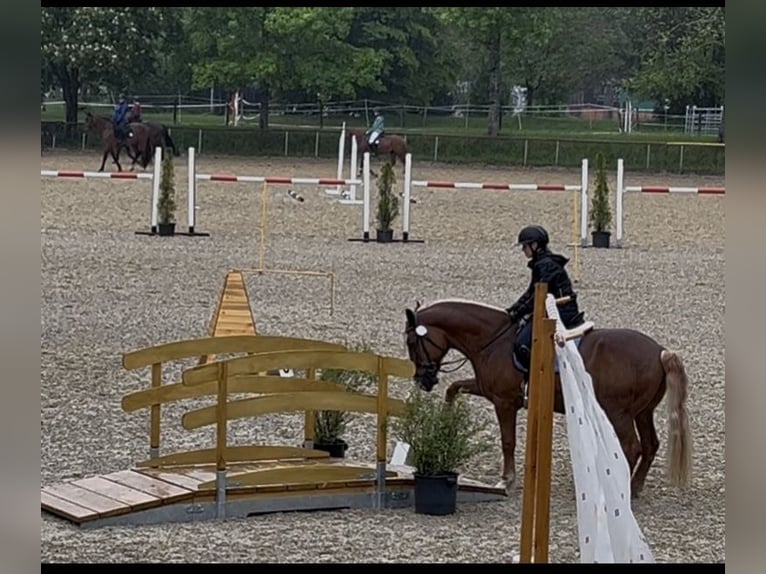 Tori Wallach 12 Jahre 164 cm Fuchs in Boxberg