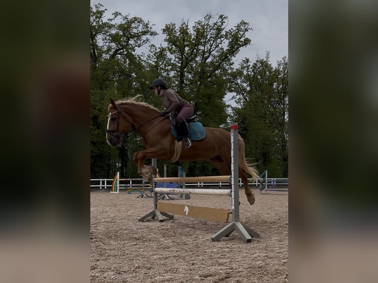 Tori Wallach 12 Jahre 164 cm Fuchs in Boxberg