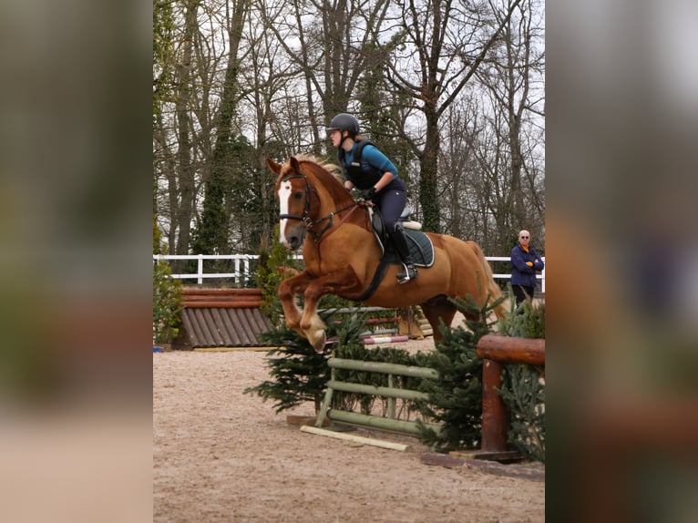 Tori Wallach 12 Jahre 164 cm Fuchs in Boxberg
