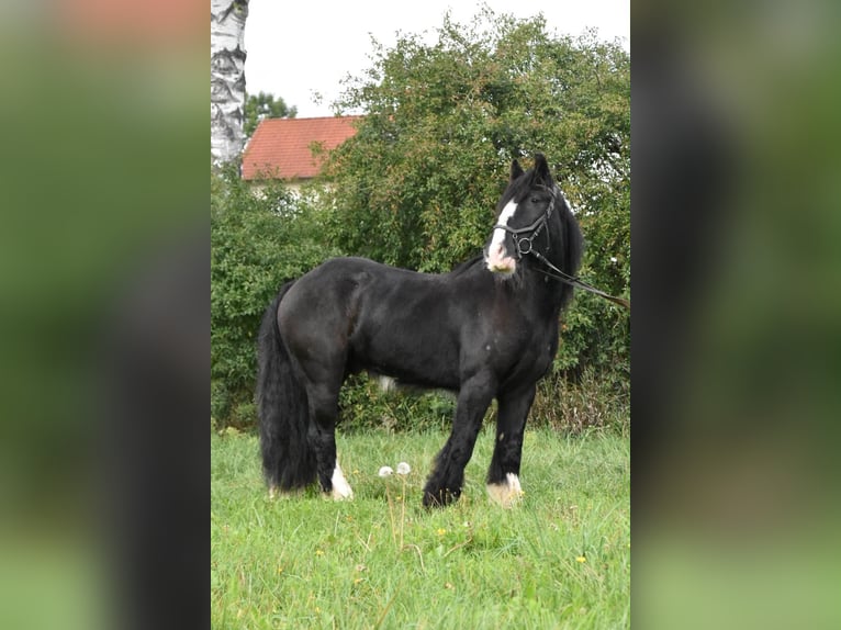 Tori Wallach 4 Jahre 154 cm Rappe in Arnstorf