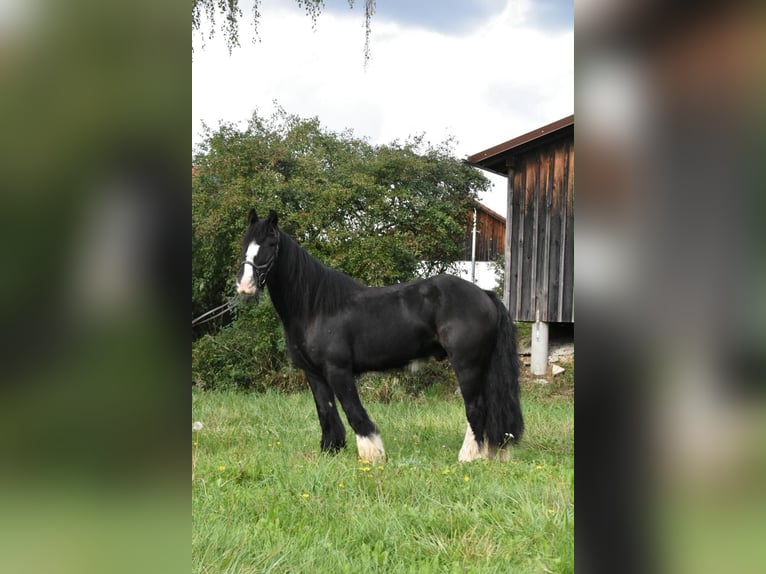 Tori Wallach 4 Jahre 154 cm Rappe in Arnstorf
