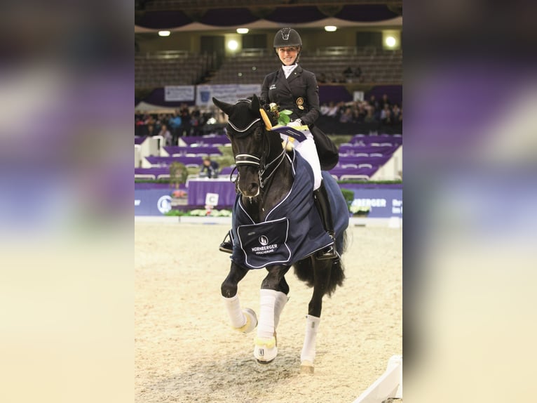 TOTAL HOPE Oldenburg Stallone Morello in Steinfeld (Oldenburg)