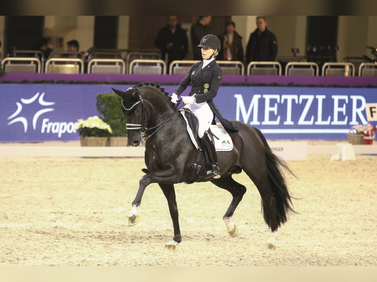 TOTAL HOPE Oldenburg Stallone Morello in Steinfeld (Oldenburg)