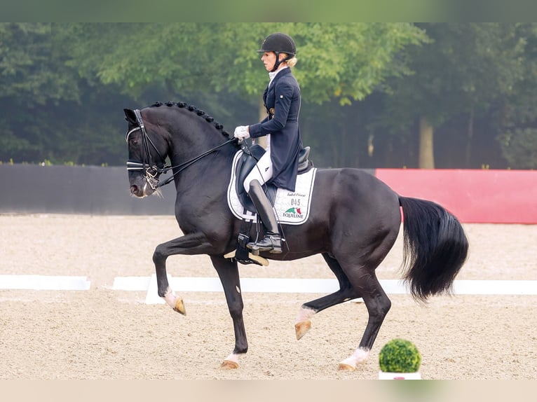 TOTAL HOPE Oldenburg Stallone Morello in Steinfeld (Oldenburg)