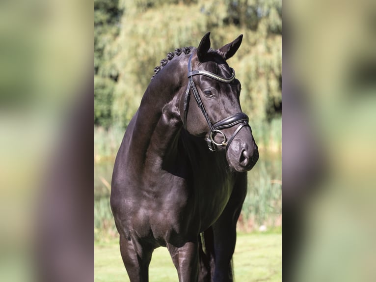 TOTAL MCLAREN Oldenburg Stallion Black in Vodskov