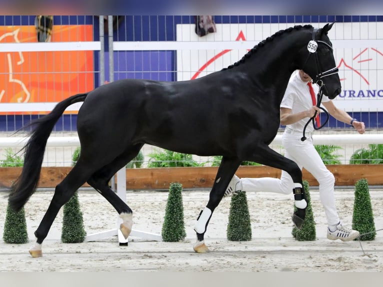 TOTAL MCLAREN Oldenburg Stallone Morello in Vodskov