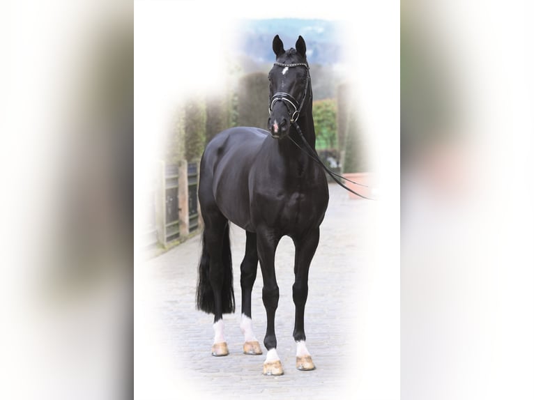 TOTILAS KWPN Stallion Black in Kronberg im Taunus