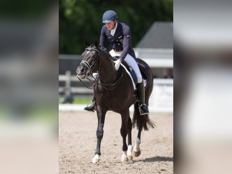 TOTILAS KWPN Stallone Morello in Kronberg im Taunus