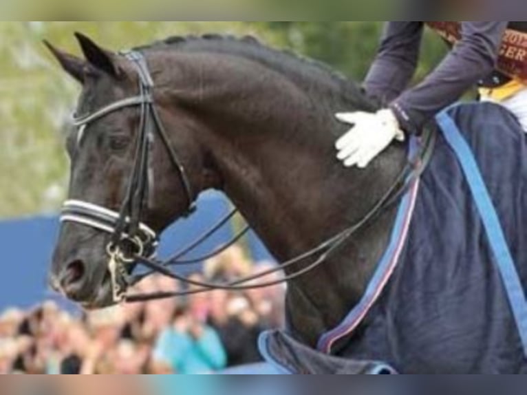 TOTILAS KWPN Stallone Morello in Kronberg im Taunus