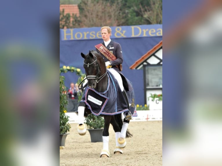 TOTILAS KWPN Stallone Morello in Kronberg im Taunus