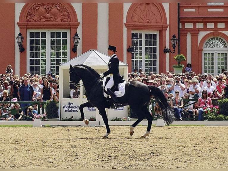 TOTILAS KWPN Stallone Morello in Kronberg im Taunus