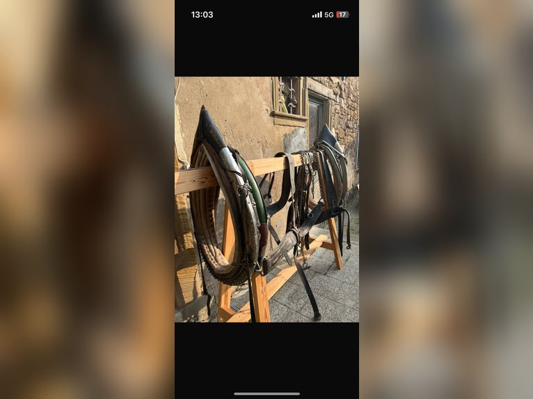 Trait allemand du Sud Étalon 11 Ans 170 cm Alezan brûlé in Prichsenstadt