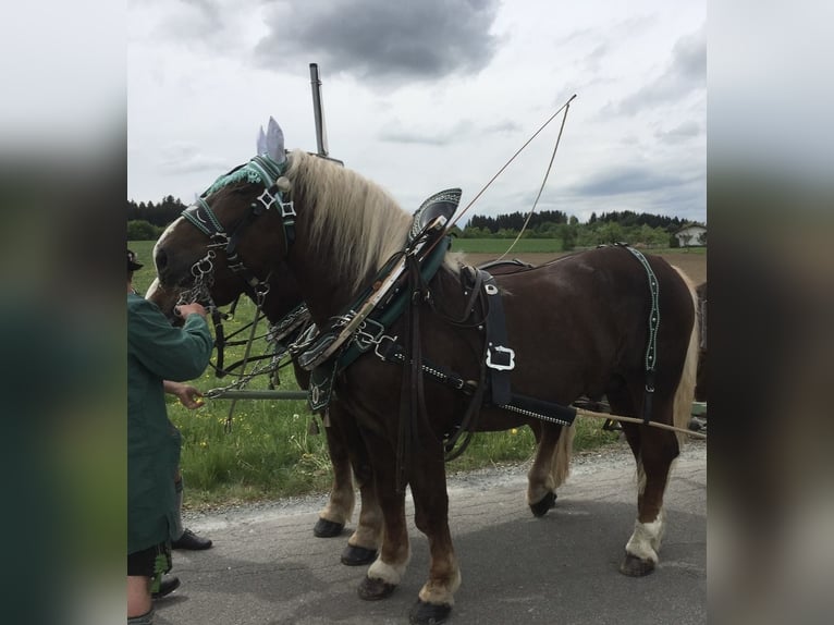 Trait allemand du Sud Étalon 12 Ans 170 cm Alezan brûlé in Traunreut