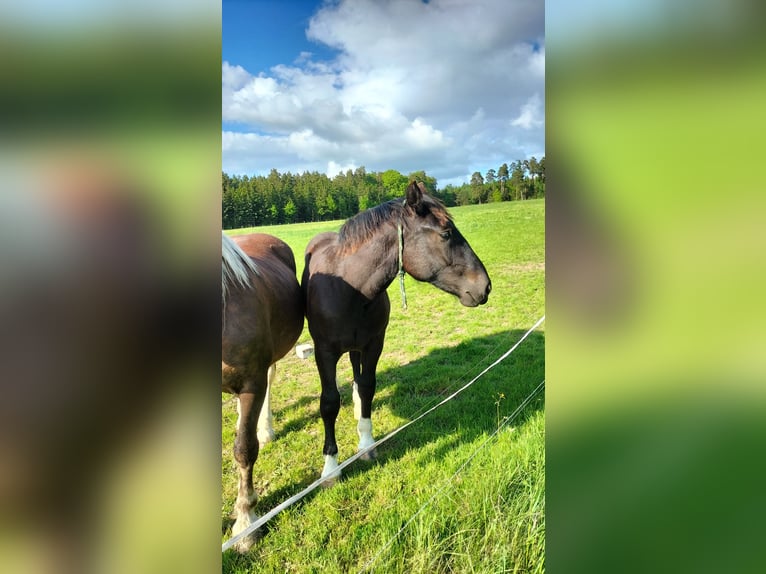 Trait allemand du Sud Étalon 1 Année 166 cm Noir in Hünfeld