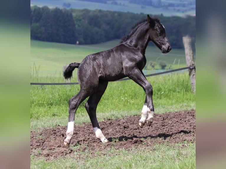 Trait allemand du Sud Étalon 1 Année 166 cm Noir in Hünfeld
