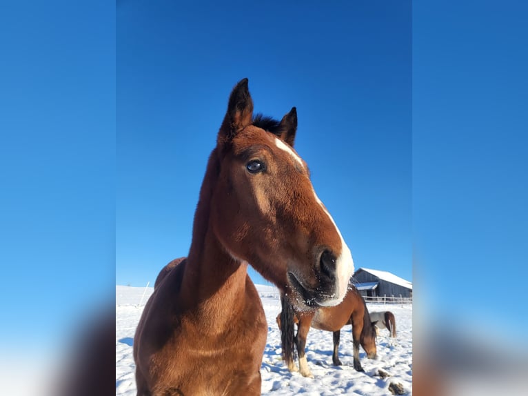 Trait allemand du Sud Étalon 1 Année 168 cm Bai in Oberhausen