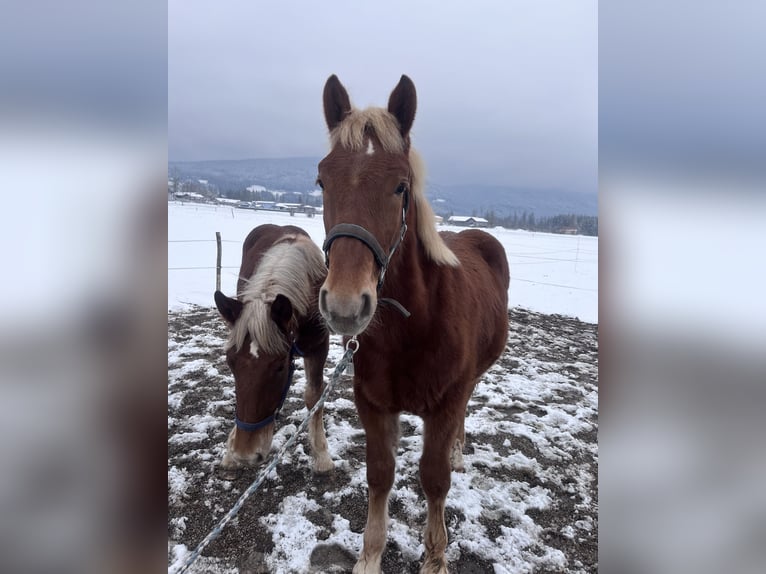 Trait allemand du Sud Étalon 1 Année Alezan in Ohlstadt