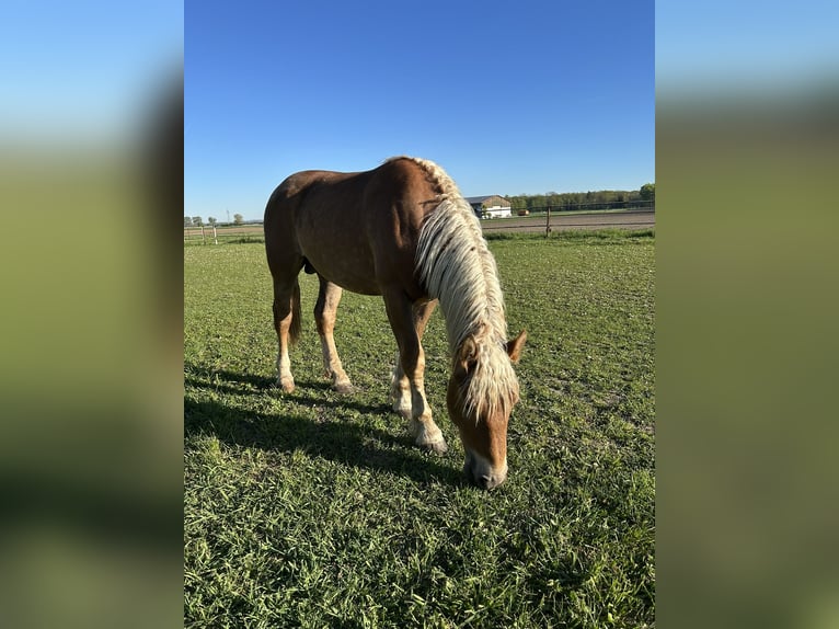 Trait allemand du Sud Étalon 2 Ans 162 cm Alezan in Dengling