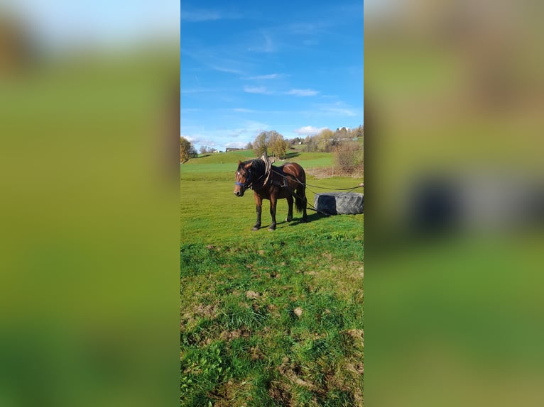 Trait allemand du Sud Étalon 2 Ans 163 cm Bai in Rinchnach