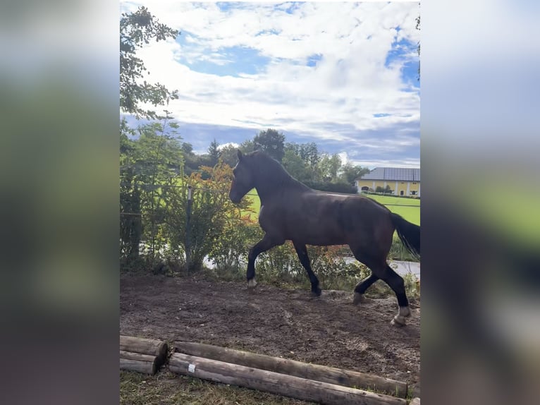Trait allemand du Sud Étalon 2 Ans 173 cm Bai in Hohenwarth