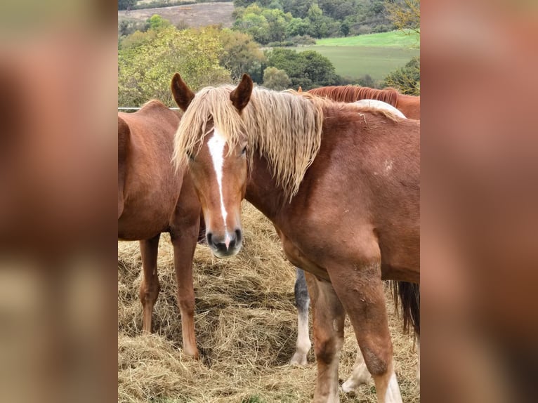 Trait allemand du Sud Étalon 2 Ans Alezan brûlé in Lonnig