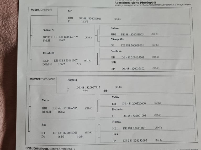 Trait allemand du Sud Étalon 3 Ans 162 cm Bai in Wolfertschwenden