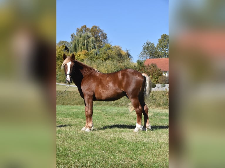 Trait allemand du Sud Étalon 3 Ans 165 cm Alezan brûlé in Arnstorf