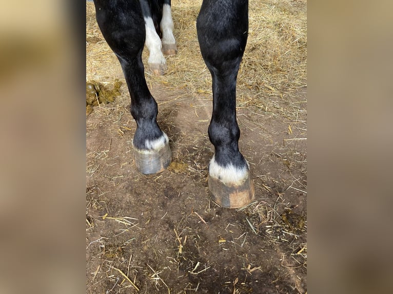 Trait allemand du Sud Étalon 4 Ans 165 cm Noir in Bad Rappenau