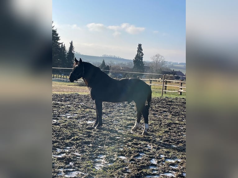 Trait allemand du Sud Étalon 4 Ans 165 cm Noir in Bad Rappenau