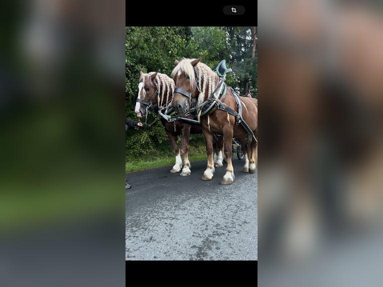 Trait allemand du Sud Étalon 5 Ans 177 cm Alezan in Arrach