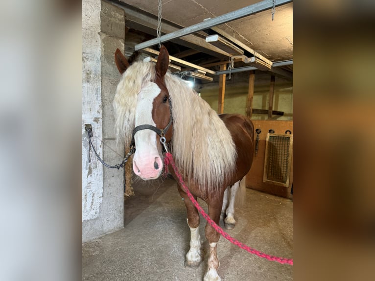 Trait allemand du Sud Étalon 5 Ans Alezan in Rettenbach