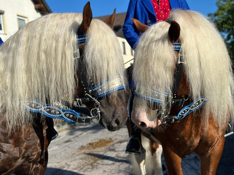 Trait allemand du Sud Étalon 5 Ans Alezan in Rettenbach