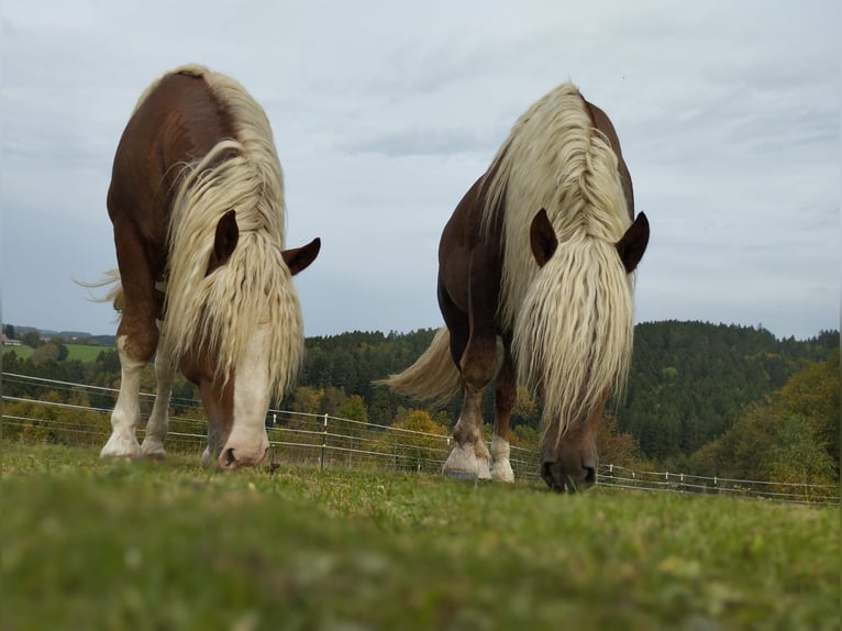 Trait allemand du Sud Étalon 5 Ans Alezan in Rettenbach