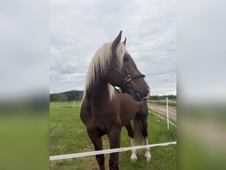 Trait allemand du Sud Étalon 6 Ans 168 cm Alezan brûlé in Zierenberg