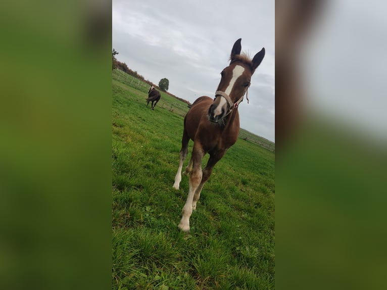 Trait allemand du Sud Étalon Alezan brûlé in TettnangTettnang