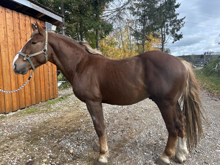 Trait allemand du Sud Étalon Alezan brûlé in TettnangTettnang