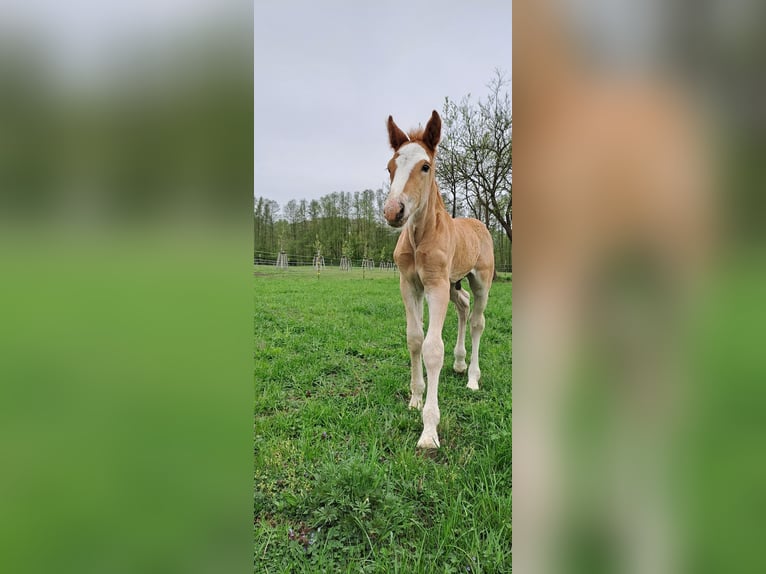 Trait allemand du Sud Étalon Poulain (04/2025) 168 cm Alezan brûlé in Byhleguhre-Byhlen